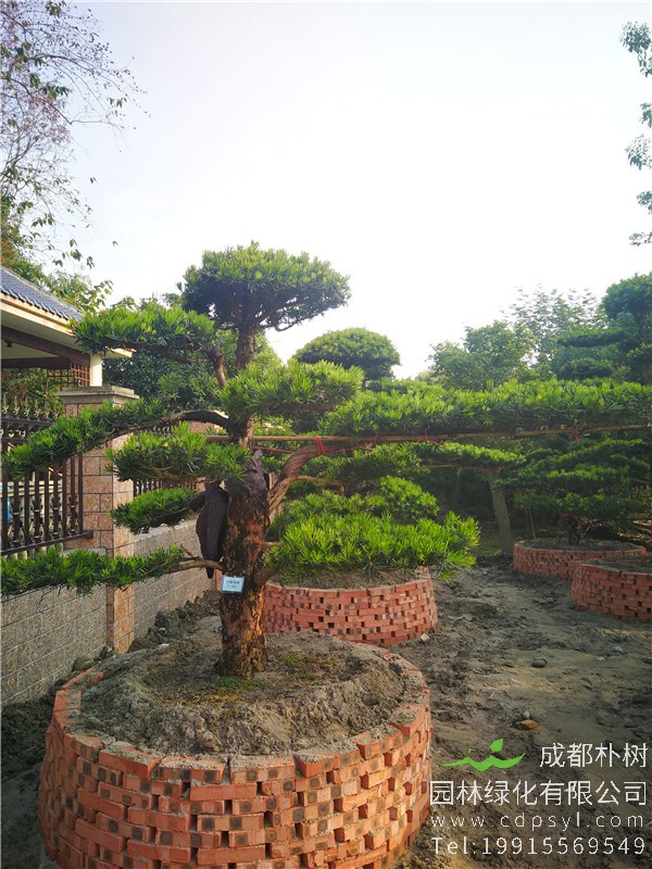 3米高罗汉松图片